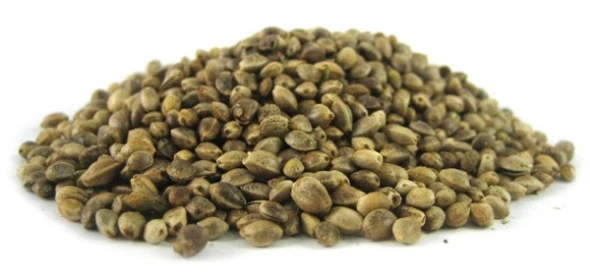 Σπόροι ήμερης κάνναβης