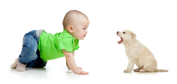 Το μπουσούλημα της μακριάς γαϊδούρας